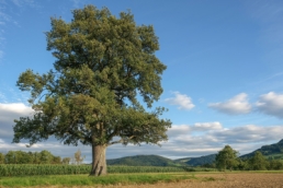 Rapport de stage géomatique Mélanie Schneider